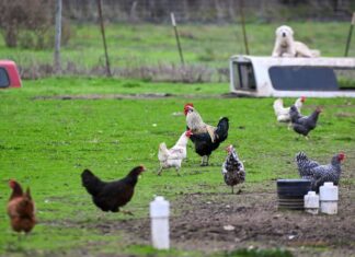 Перший підтверджений випадок зараження людини новим штамом пташиного грипу в Сполучених Штатах