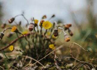 Burnout du conjoint TDAH : reconnaître l’épuisement et retrouver l’équilibre