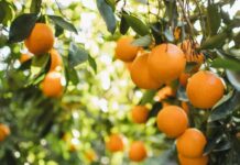 Теорія апельсинової кірки: чому маленькі дії важливіші за вірусні тенденції