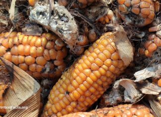 Афлатоксин: ігнорована глобальна загроза здоров’ю