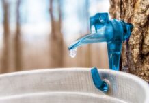 Ist Baumsaft sicher zu essen? Ein Leitfaden zu Risiken und Vorteilen