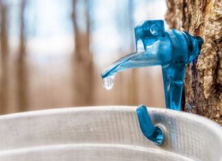 Чи безпечно їсти деревний сік? Посібник із оцінки ризиків і переваг