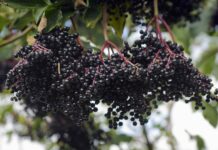 9 корисних властивостей бузини для здоров’я