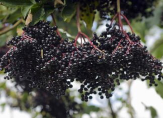 9 корисних властивостей бузини для здоров’я