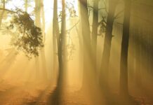 Медитація для Ментального та Емоційного Лікування: Практичний Посібник