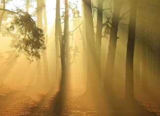 Медитація для Ментального та Емоційного Лікування: Практичний Посібник