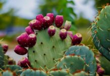 Опунція: Як Цей Суперпродукт Впливає на Ваше Здоров’я