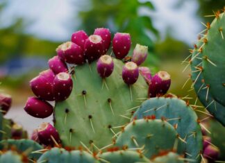 Опунція: Як Цей Суперпродукт Впливає на Ваше Здоров’я