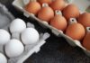 Чому коричневі яйця, швидше за все, нічим не кращі за білі