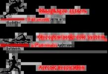 Як глікоген-молочнокисла система забезпечує роботу протягом 90 секунд