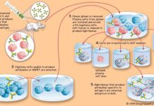 How Monoclonal Antibodies Changed Medicine: The Story of César Milstein
